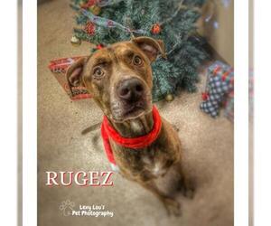 American Pit Bull Terrier-Labrador Retriever Mix Dogs for adoption in Saginaw, MI, USA