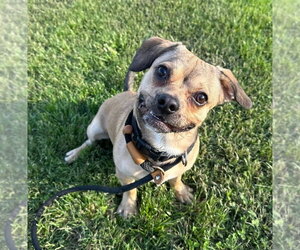 Beabull Dogs for adoption in Evansville, IN, USA