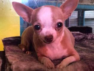 Chihuahua Dogs for adoption in Phoenix , AZ, USA