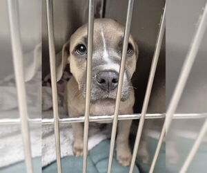 American Pit Bull Terrier Dogs for adoption in Decatur, IL, USA