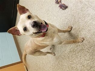 Beagle-Unknown Mix Dogs for adoption in Birdsboro, PA, USA
