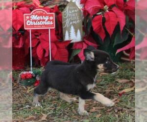Australian Shepherd-German Shepherd Dog Mix Dogs for adoption in Holly Hill, SC, USA