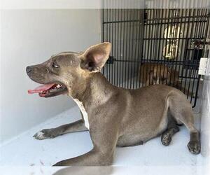 American Pit Bull Terrier-Unknown Mix Dogs for adoption in Houston, TX, USA