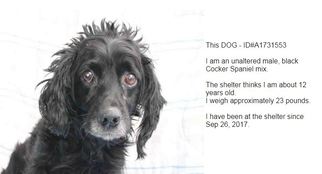 Cocker Spaniel Dogs for adoption in Beverly Hills, CA, USA