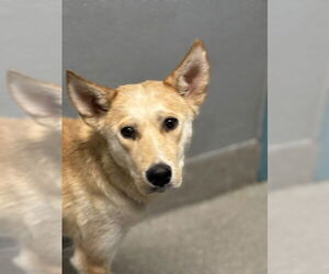 Mutt Dogs for adoption in Las Vegas, NV, USA