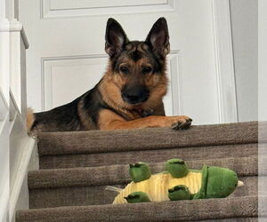 German Shepherd Dog-Unknown Mix Dogs for adoption in Fort Collins, CO, USA