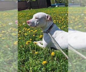 American Pit Bull Terrier Dogs for adoption in Canfield, OH, USA