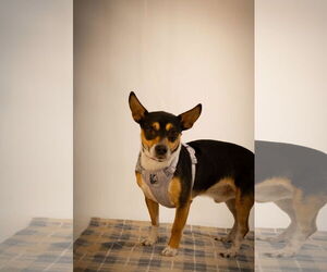 Jack-Rat Terrier Dogs for adoption in Princeton, MN, USA