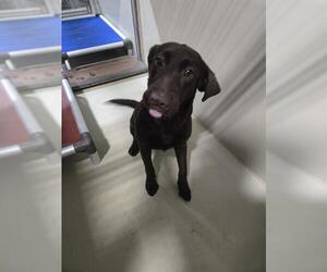 Labrador Retriever Dogs for adoption in Bakersfield, CA, USA