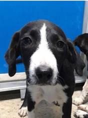 Borador Dogs for adoption in Greenville, TX, USA