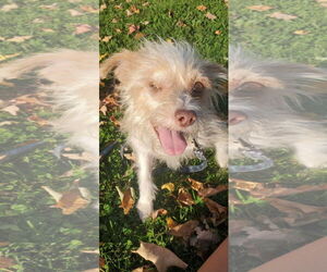 Mutt Dogs for adoption in New London, WI, USA