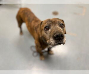 Labrador Retriever Dogs for adoption in Denver, CO, USA