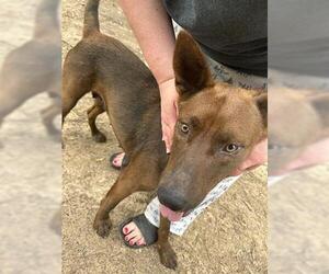 German Shepherd Dog-Unknown Mix Dogs for adoption in Houston, TX, USA