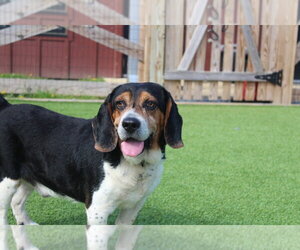 Basset Hound-Unknown Mix Dogs for adoption in Chestertown, MD, USA