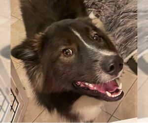 Border Collie-Siberian Husky Mix Dogs for adoption in Martinez, CA, USA