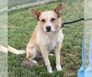 Mutt Dogs for adoption in Modesto, CA, USA