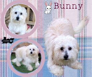 Havanese-Unknown Mix Dogs for adoption in Lindsay, CA, USA