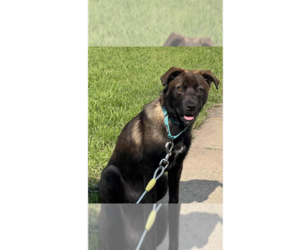 Labrador Retriever-Unknown Mix Dogs for adoption in Plymouth, MN, USA