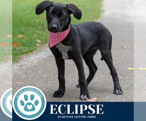 Labrador Retriever-Unknown Mix Dogs for adoption in Kimberton, PA, USA