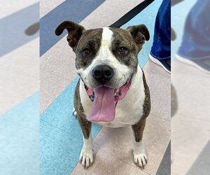 American Bulldog-Unknown Mix Dogs for adoption in Lufkin, TX, USA