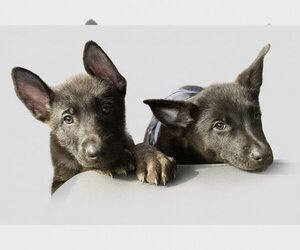 German Shepherd Dog Dogs for adoption in Orlando, FL, USA