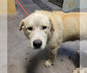 Great Pyrenees-Unknown Mix Dogs for adoption in Stockton, CA, USA