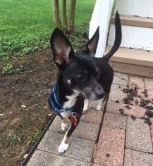 Chihuahua Dogs for adoption in Potomac, MD, USA