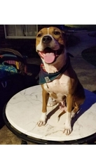 Boxer Dogs for adoption in Royse City, TX, USA