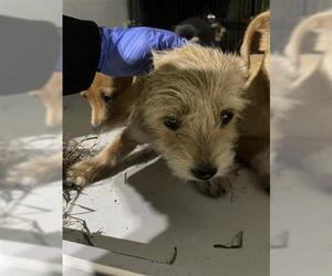 Mutt Dogs for adoption in Houston, TX, USA