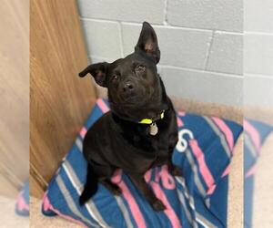 Labrador Retriever-Unknown Mix Dogs for adoption in Brighton, CO, USA