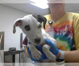 Mutt Dogs for adoption in Fayetteville, NC, USA