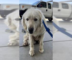 Great Pyrenees Dogs for adoption in Bakersfield, CA, USA
