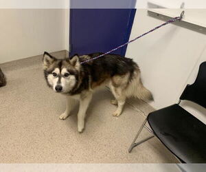 Siberian Husky Dogs for adoption in Bakersfield, CA, USA