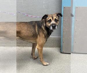 German Shepherd Dog-Unknown Mix Dogs for adoption in Las Vegas, NV, USA