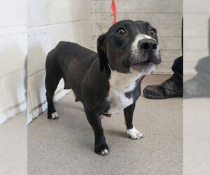 Dachshund-Unknown Mix Dogs for adoption in San Bernardino, CA, USA