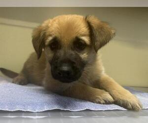 Shepradors Dogs for adoption in Orange, CA, USA