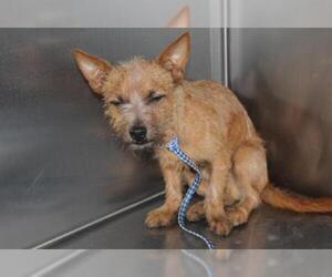 Border Terrier Dogs for adoption in Modesto, CA, USA