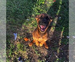 German Shepherd Dog-Unknown Mix Dogs for adoption in Imlay City, MI, USA