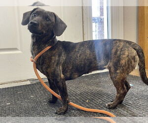 Dachshund Dogs for adoption in Bolivar, MO, USA