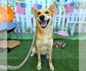 German Shepherd Dog Dogs for adoption in Long Beach, CA, USA