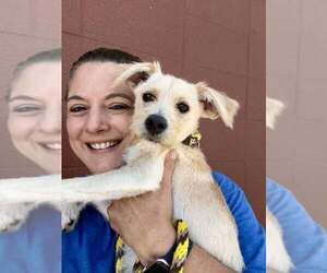 Mutt Dogs for adoption in Abbeville, LA, USA