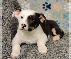 Australian Shepherd-Unknown Mix Dogs for adoption in Talladega, AL, USA