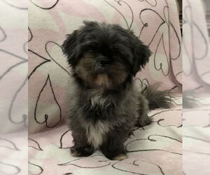 Shih Tzu Dogs for adoption in Huntsville, AL, USA