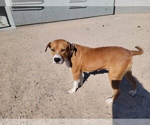 Beagle-Unknown Mix Dogs for adoption in Chandler, AZ, USA