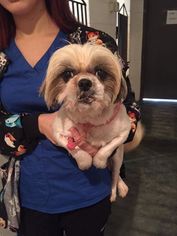 Shih Tzu Dogs for adoption in Canton, CT, USA