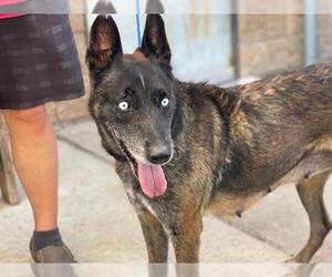 Mutt Dogs for adoption in Tulsa, OK, USA