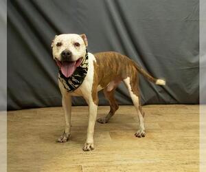 Mutt Dogs for adoption in Sanford, FL, USA