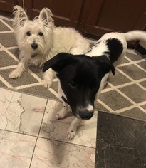 Small Border Collie-Pointer Mix