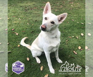 German Shepherd Dog Dogs for adoption in Irvine, CA, USA