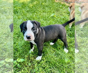 American Pit Bull Terrier-Unknown Mix Dogs for adoption in Mooresville, NC, USA